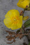 Coastal sand frostweed